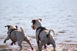 IMG 0575